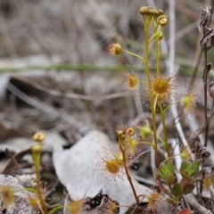 Drosera (genus) (A Sundew) at Canberra Central, ACT - 13 Sep 2014 by AaronClausen