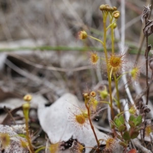 Drosera sp. at Canberra Central, ACT - 13 Sep 2014 12:51 PM