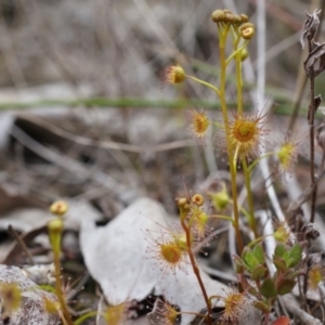 Drosera sp. at Canberra Central, ACT - 13 Sep 2014