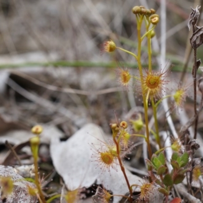 Drosera (genus) (A Sundew) at Canberra Central, ACT - 13 Sep 2014 by AaronClausen