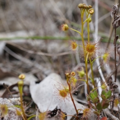 Drosera sp. (A Sundew) at Canberra Central, ACT - 13 Sep 2014 by AaronClausen