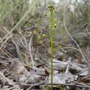 Drosera sp. at Canberra Central, ACT - 13 Sep 2014 12:51 PM