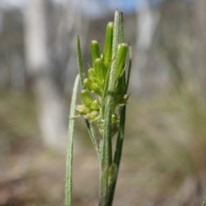 Senecio phelleus at Canberra Central, ACT - 13 Sep 2014 01:14 PM