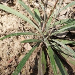 Senecio phelleus at Canberra Central, ACT - 13 Sep 2014 01:14 PM