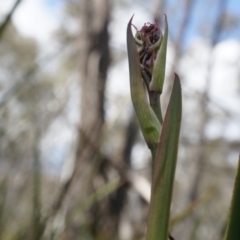 Unidentified at Black Mountain - 13 Sep 2014 by AaronClausen