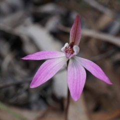 Caladenia sp. (A Caladenia) at Canberra Central, ACT - 13 Sep 2014 by AaronClausen