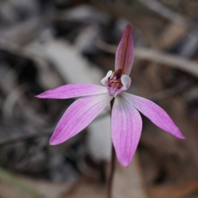 Caladenia sp. (A Caladenia) at Canberra Central, ACT - 13 Sep 2014 by AaronClausen