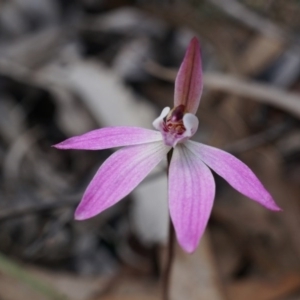 Caladenia sp. at Canberra Central, ACT - 13 Sep 2014