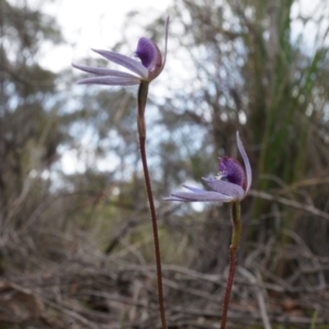 Cyanicula caerulea at Canberra Central, ACT - 13 Sep 2014