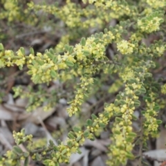 Phyllanthus occidentalis (Thyme Spurge) at Canberra Central, ACT - 13 Sep 2014 by AaronClausen