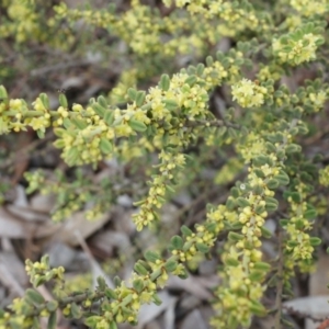 Phyllanthus occidentalis at Canberra Central, ACT - 13 Sep 2014