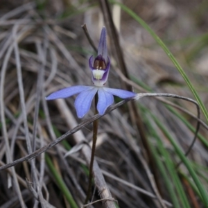 Cyanicula caerulea at Canberra Central, ACT - 13 Sep 2014