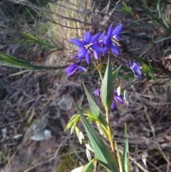 Stypandra glauca (Nodding Blue Lily) at Canberra Central, ACT - 12 Sep 2014 by APB