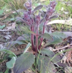 Ajuga australis (Austral Bugle) at Ainslie, ACT - 12 Sep 2014 by APB