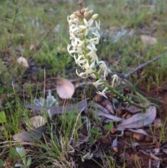 Stackhousia monogyna (Creamy Candles) at Mount Ainslie - 12 Sep 2014 by APB