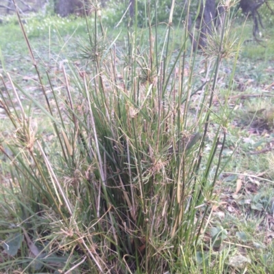 Austrostipa verticillata (Slender Bamboo Grass) at Ainslie, ACT - 12 Sep 2014 by APB