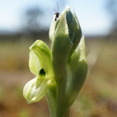 Hymenochilus bicolor (Black-tip Greenhood) at Mount Majura - 14 Sep 2014 by AaronClausen