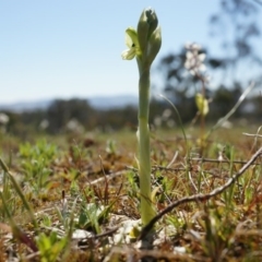 Hymenochilus bicolor at Majura, ACT - 14 Sep 2014