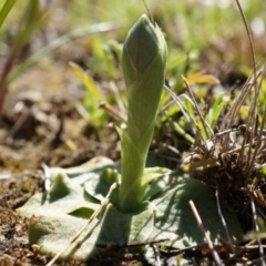 Hymenochilus bicolor (ACT) = Pterostylis bicolor (NSW) at Majura, ACT - suppressed