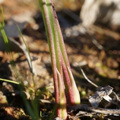 Unidentified at Majura, ACT - 14 Sep 2014 by AaronClausen