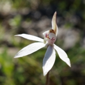 Caladenia fuscata at Majura, ACT - 14 Sep 2014