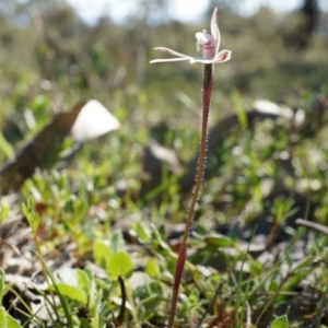 Caladenia fuscata at Majura, ACT - 14 Sep 2014