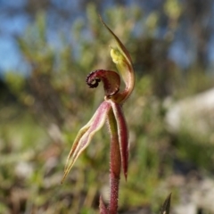 Caladenia actensis (Canberra Spider Orchid) at Majura, ACT - 14 Sep 2014 by AaronClausen