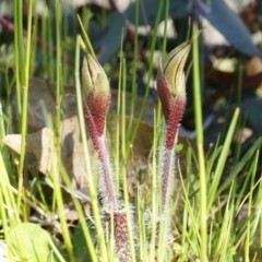 Caladenia actensis at suppressed - 14 Sep 2014