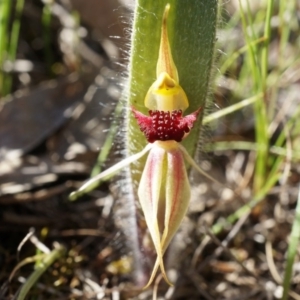 Caladenia actensis at suppressed - 14 Sep 2014