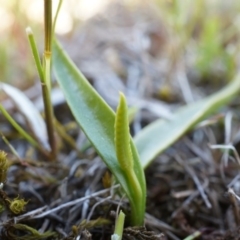 Ophioglossum lusitanicum (Adder's Tongue) at Majura, ACT - 14 Sep 2014 by AaronClausen