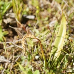 Ophioglossum lusitanicum at Majura, ACT - 14 Sep 2014