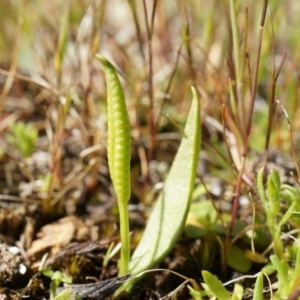 Ophioglossum lusitanicum at Majura, ACT - 14 Sep 2014