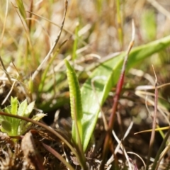 Ophioglossum lusitanicum at Majura, ACT - 14 Sep 2014