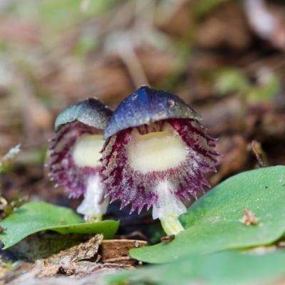 Corysanthes grumula (Stately helmet orchid) by TobiasHayashi