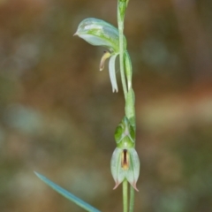 Bunochilus umbrinus (ACT) = Pterostylis umbrina (NSW) (Broad-sepaled Leafy Greenhood) by TobiasHayashi