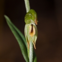 Bunochilus montanus (ACT) = Pterostylis jonesii (NSW) (Montane Leafy Greenhood) at Cotter River, ACT - 20 Aug 2014 by TobiasHayashi