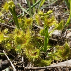 Drosera (genus) (A Sundew) at Majura, ACT - 14 Sep 2014 by AaronClausen