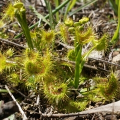 Drosera sp. (A Sundew) at Mount Majura - 14 Sep 2014 by AaronClausen