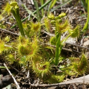 Drosera sp. at Majura, ACT - 14 Sep 2014