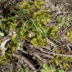 Drosera sp. at Majura, ACT - 14 Sep 2014 01:05 PM