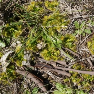 Drosera sp. at Majura, ACT - 14 Sep 2014