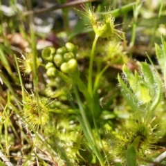 Drosera sp. (A Sundew) at Mount Majura - 14 Sep 2014 by AaronClausen