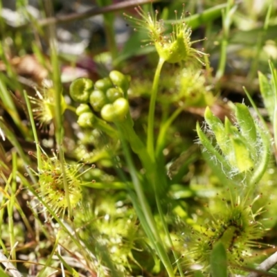 Drosera (genus) (A Sundew) at Majura, ACT - 14 Sep 2014 by AaronClausen