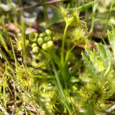 Drosera sp. (A Sundew) at Mount Majura - 14 Sep 2014 by AaronClausen