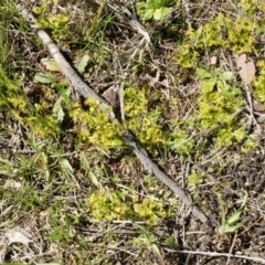 Drosera sp. at Majura, ACT - 14 Sep 2014