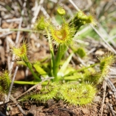 Drosera sp. (A Sundew) at Mount Majura - 14 Sep 2014 by AaronClausen