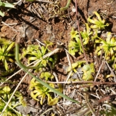 Drosera sp. at Majura, ACT - 14 Sep 2014 01:10 PM