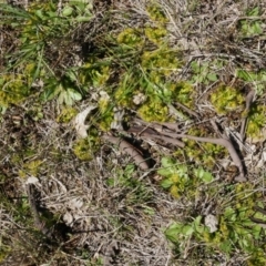 Drosera sp. at Majura, ACT - 14 Sep 2014