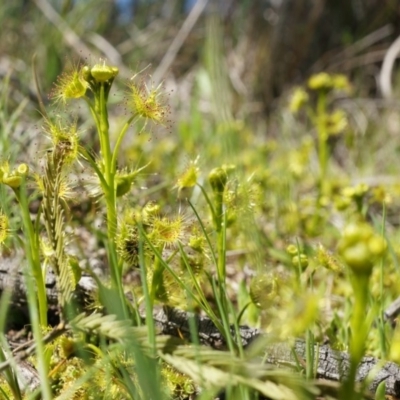 Drosera (genus) (A Sundew) at Majura, ACT - 14 Sep 2014 by AaronClausen