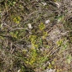 Drosera sp. at Majura, ACT - 14 Sep 2014